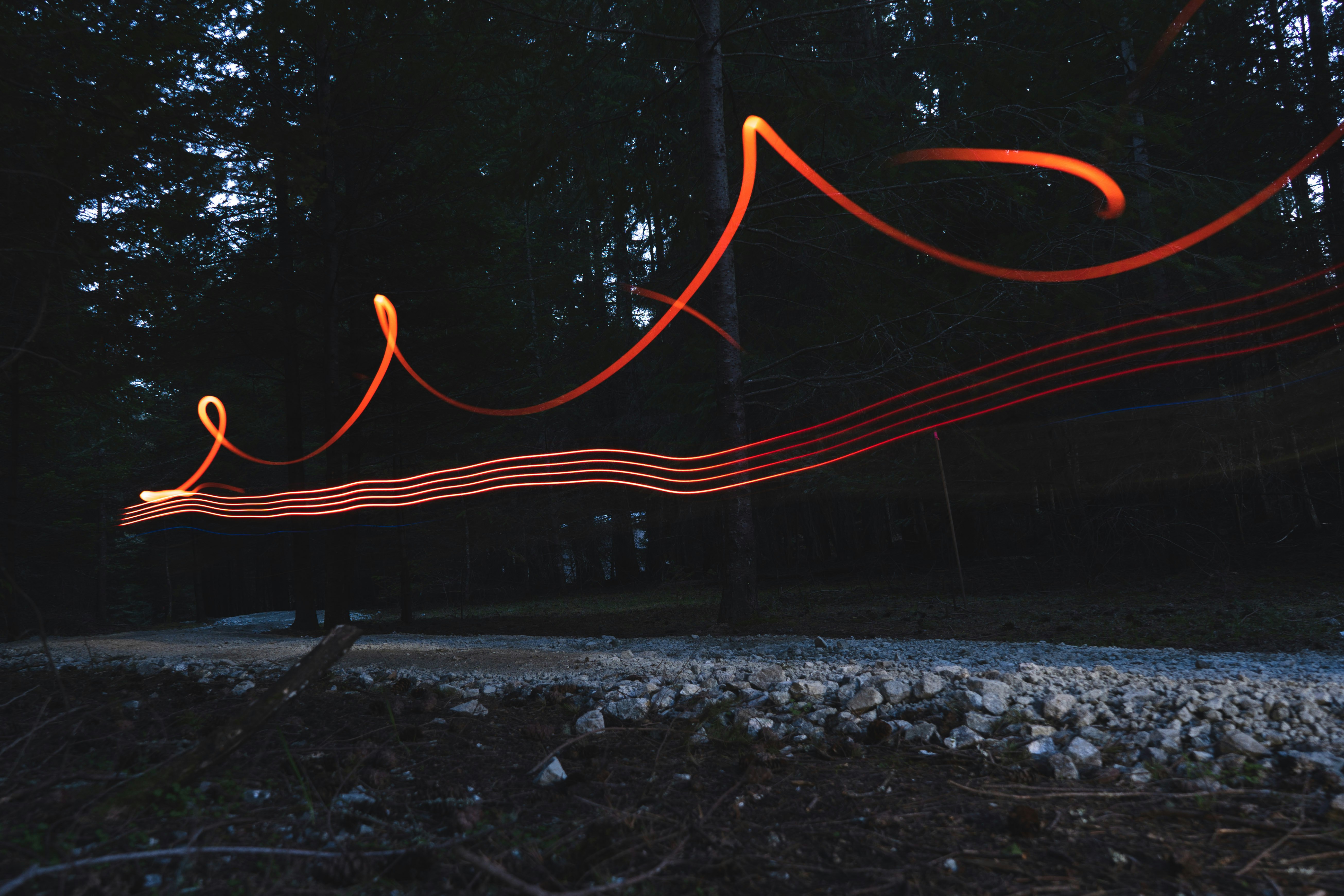 red and white string lights on green trees during night time